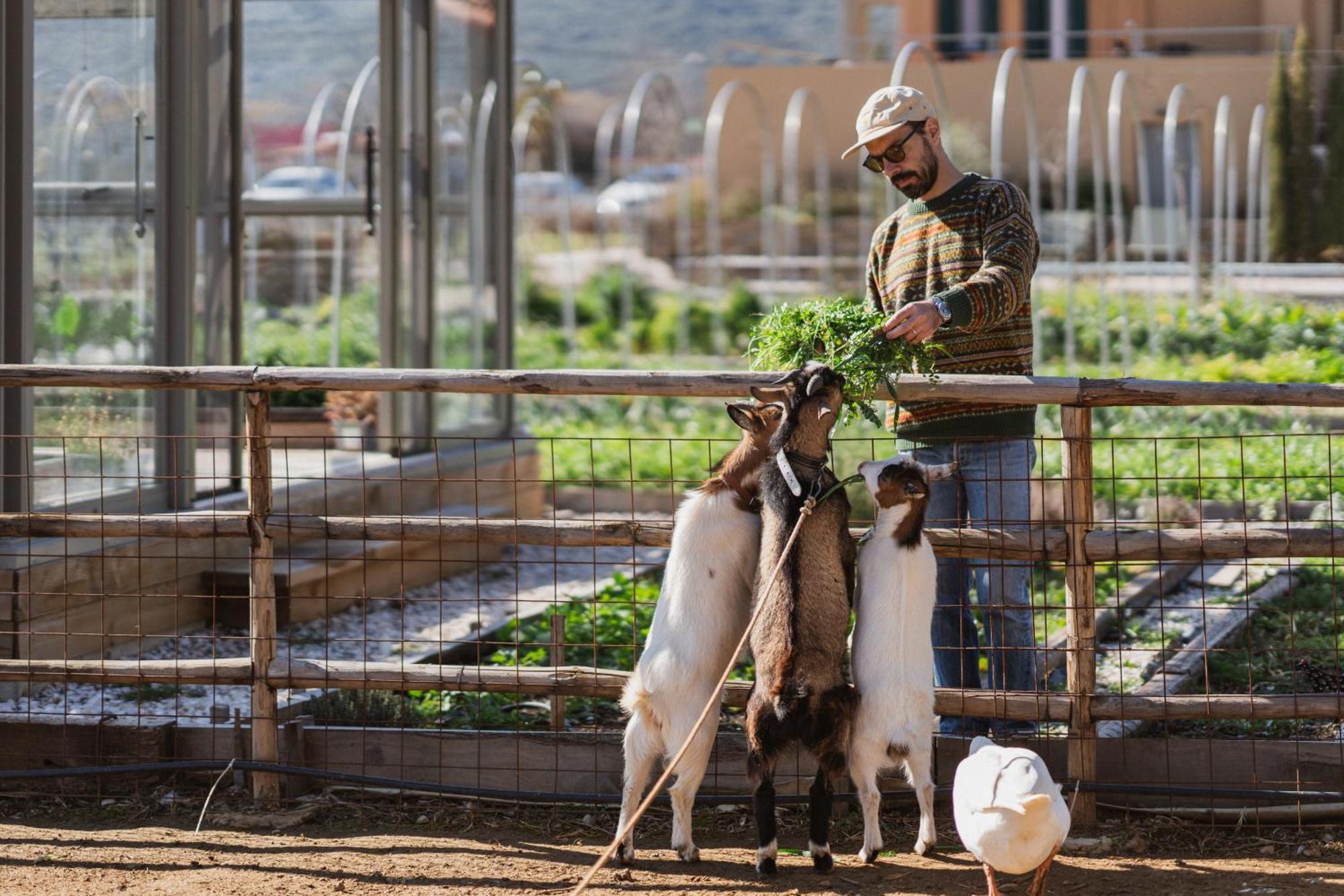 Farm stay Milea Agritourism *